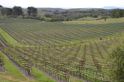 A photograph of a grape vineyard